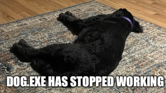 Dog.exe has stopped working.