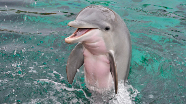 The cutest dolphin.
